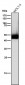 Anti-Lck Monoclonal Antibody